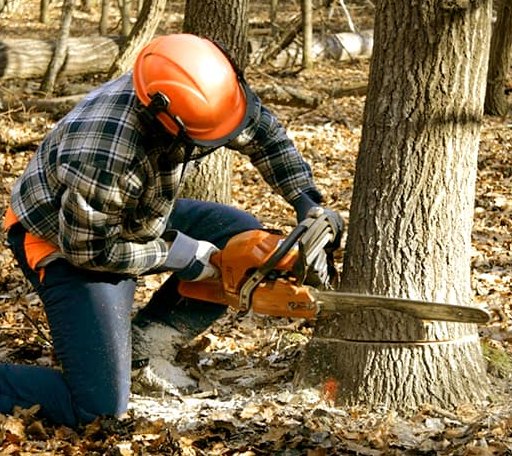 Tree Removal in Boston, MA